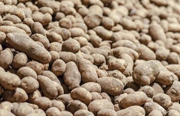 Higher Total Canadian Potato Storage Holdings