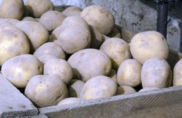 The European Potato Processing Markets are Still Robust