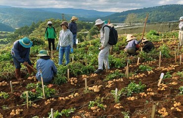 Developing Potato Varieties for Tropical Conditions