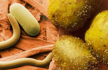 U.S. Scientists ‘Zapped’ Genetic Material Into Tiny Potato-eating Root-knot Nematodes