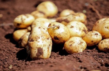Introducing Clean Potato Starting Material in Kenya Through Hybrid True Potato Seed