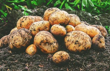 European Physical Prices in the Potato Processing Sector Continue to Improve