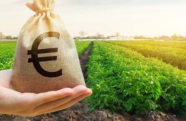 A 10% Increase in Revenue From the Prior Year for HZPC