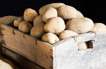 Total Canadian Potato Storage Holdings Are Down Slightly