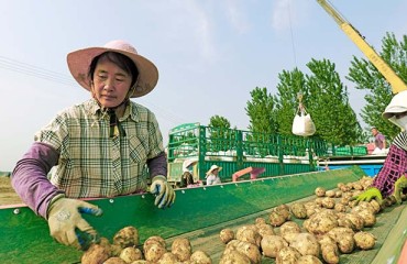 HZPC is the First Foreign Breeder to ‘Really Invest’ in China