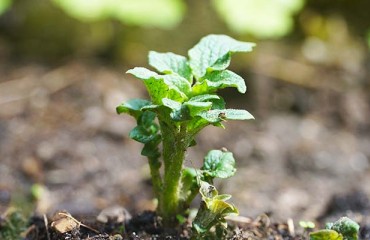 Solubilizing Bacterial Inoculant Developed Exclusively for Tuber Crops