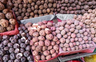 Potato Trade to Eastern Europe is Still Being Restricted