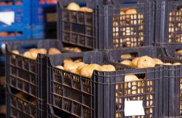 The European French Fry and Chips Factories are Looking for Supply Areas