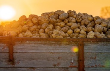 A Good Potato Export Movement Throughout Europe