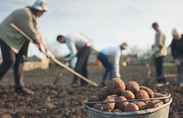 French Starch Potato Producers Called to Mobilize