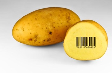 A More Positive Opinion of Genetically Modified (GM) Potatoes