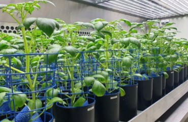 The Next Round of Phenotyping Potato Stress Acclimation