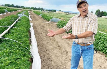 What Happens to Potato Plants Exposed to Extreme Smoke