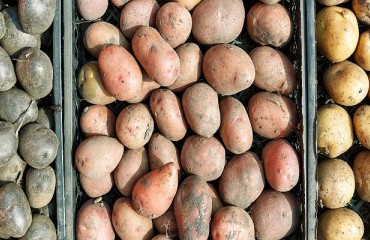The European Potato Stocks Continue to Tighten