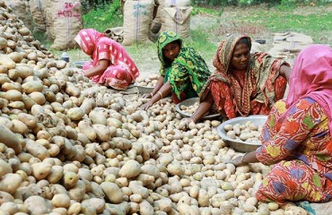 Bangladesh Has Become Asia's Third-largest Potato Exporter