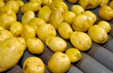 Following Sustainable Business Standards in Potato Processing