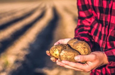 Big Regional Differences for the 2022 EU&UK Potato Production