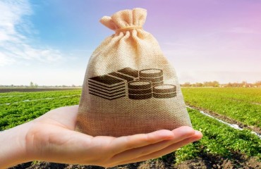 The Export Potato Prices are Increasing Gradually Across Europe