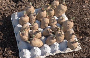 2023 Scheme of Investment Aid for the Seed Potato and Chipping Potato Sector