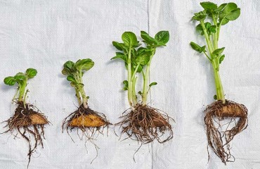 Northwest Chinese Baby Potatoes Are Making Their Way to Farmers' Fields