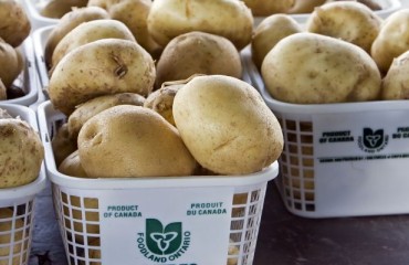 Ontario Potato Board Rejoined the United Potato Growers of Canada
