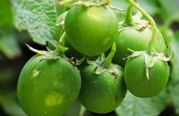 Partnership to Supply Growers in Ethiopia with Hybrid Potato Seeds