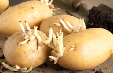 High Potato Contract Prices Have a Direct Impact on the Hectarage