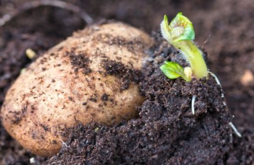 The Driving Forces Behind the Potato Seed Market Growth Estimates