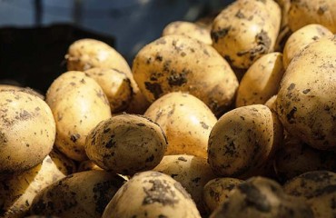 Potato Exports to Eastern and Southern European Countries Continue Strong