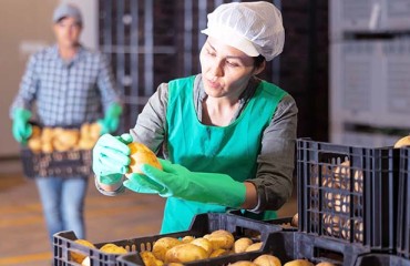 The Dutch Processing Potato Usage Rose in February 2023