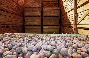 Achieving the Closest to Ideal Potato Storage Conditions