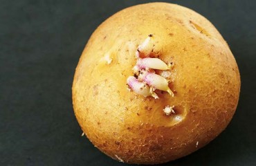 The Potato Breeder Lind Joins Europatat