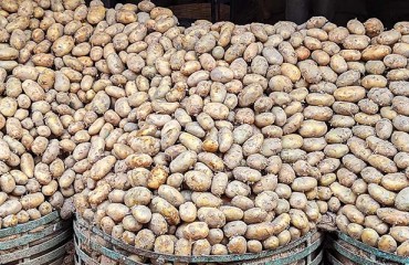 March 2023 Canadian Potatoes Holdings Report Shows Consolidation