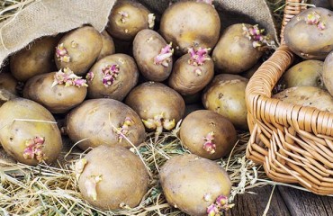 Potato Seed Donations to Philippines Farmers From Benguet and Mountain Provinces
