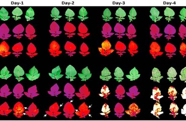 Special Biological Marker for Late Blight Early Detection in Potatoes