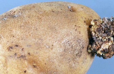 CFIA Confirms that no Potato Wart Was Found in the 2022 Soil Samples