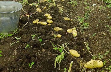500 Tonnes of Certified Seed Potatoes Will be Sent to Ukraine