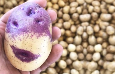 Growing Potatoes That Can Resist Florida's Harsh Weather Conditions