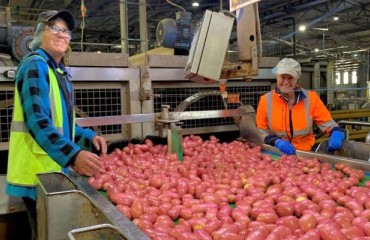 Big Potato-growing Business Acquired by Pension Fund