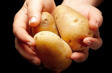 A New Batch of Chinese Potatoes for the Russian Primorsky Federal Region