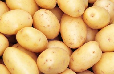 Prices for European Processing Potatoes Reached Record Highs