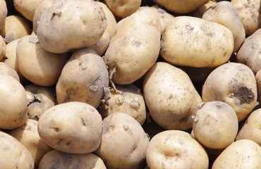 Import Permits for Seed Potatoes in Egypt Open for Limited Time