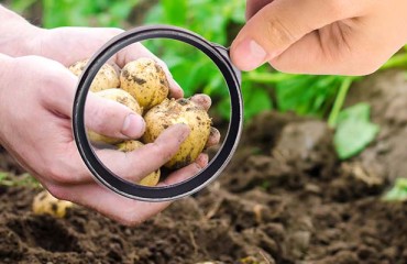 Improving Sustainable Potato Production by Controlling Diseases and Boosting Production