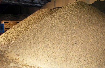 The Total Amount of Stored Canadian Potatoes is Growing