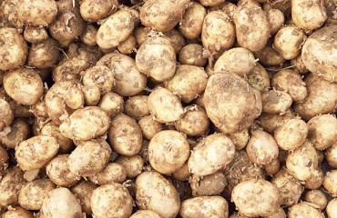 Egypt Shipped More Than 17,000 Tonnes of Potatoes to Southeast Asian Nations in 2022