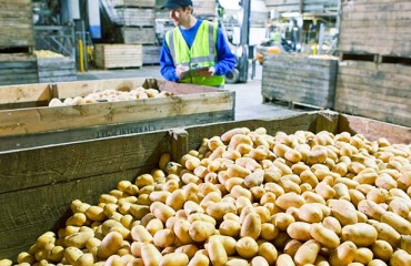 Dutch Demand for Processing Potatoes Grew Robust in March 2023