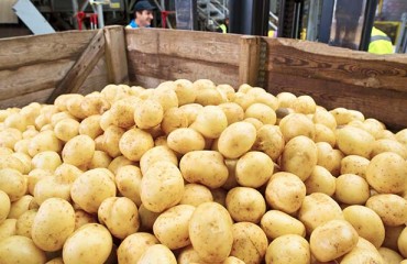 Significant Potato Shortage in Georgia