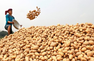 Potato Exports from Bangladesh are on the Rise