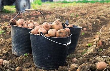 Quality Scottish Seed Potatoes Back to Northern Ireland Markets