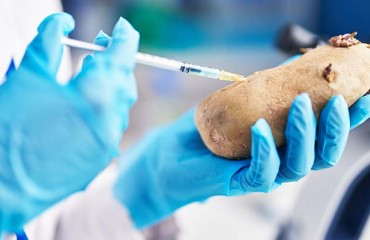 India Will Test Genetically Modified Potatoes